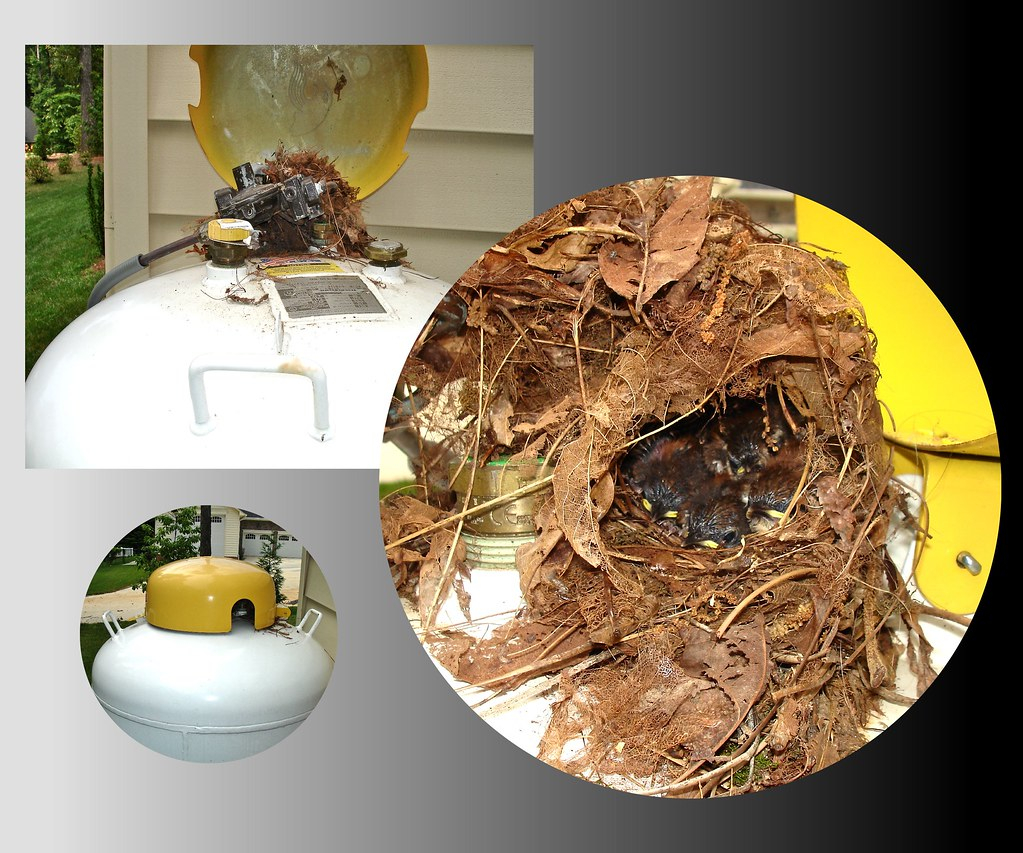 Wren Nest Wren Nesting In Fireplace Gas Tank Lid By Mark M Flickr