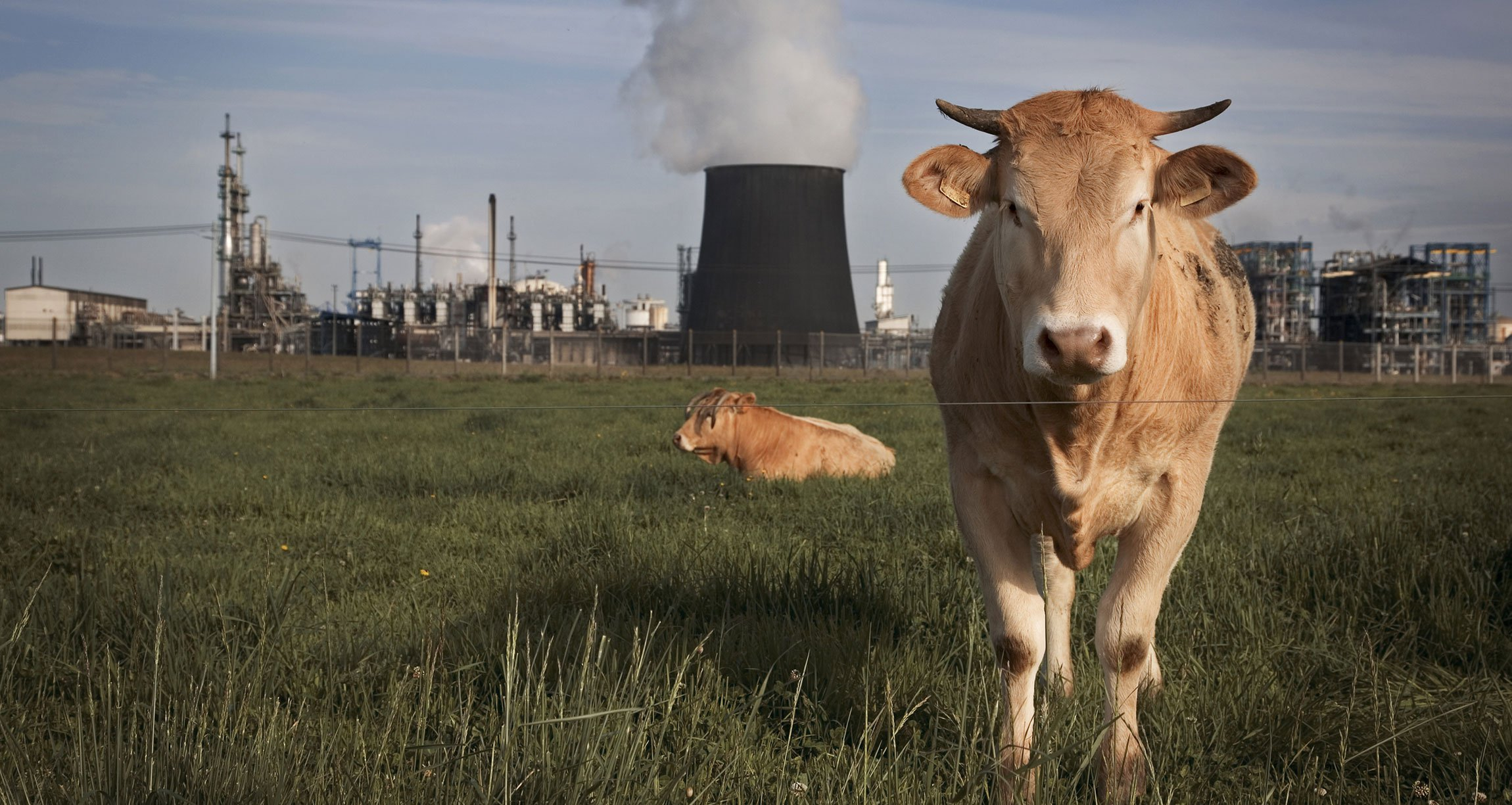 Study Meat And Dairy Produce More Greenhouse Gases Than You Think